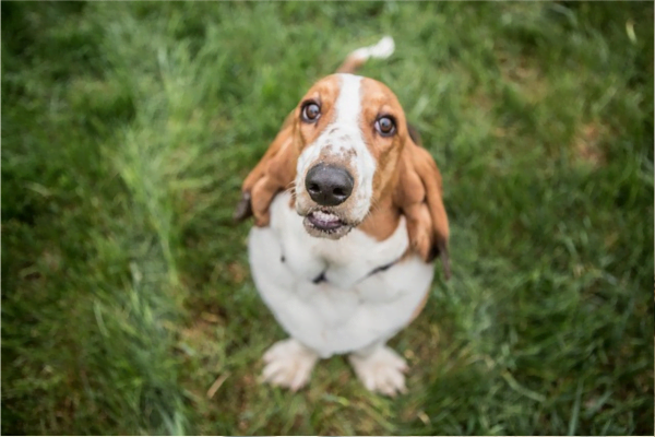 Tutores preguiçosos: 10 Raças de cachorros para preguiçosos 3vettop% posts6