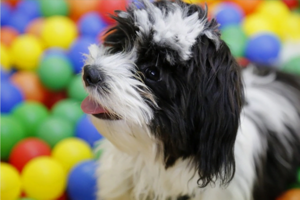 Tutores preguiçosos: 10 Raças de cachorros para preguiçosos 4vettop% posts6