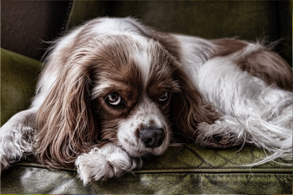 Tutores preguiçosos: 10 Raças de cachorros para preguiçosos 5vettop% posts6