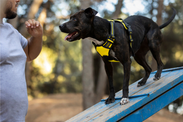 Fisioterapia para Cães: Como Funciona e Quais São os Benefícios Fisioterapia para Cães: Como Funciona e Quais São os Benefícios
