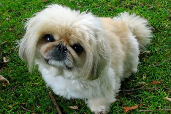 Tutores preguiçosos: 10 Raças de cachorros para preguiçosos 6vettop% posts6