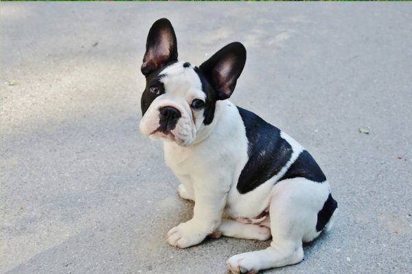 Tutores preguiçosos: 10 Raças de cachorros para preguiçosos 7vettop% posts6