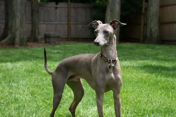 Tutores preguiçosos: 10 Raças de cachorros para preguiçosos 8vettop% posts6