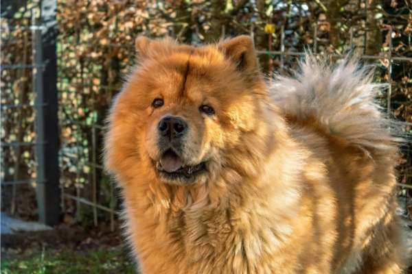 Tutores preguiçosos: 10 Raças de cachorros para preguiçosos 9vettop% posts6
