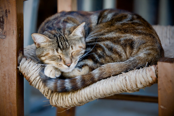 Gato espirrando? Descubra as causas e o que fazer 1vettop% dato dormindo