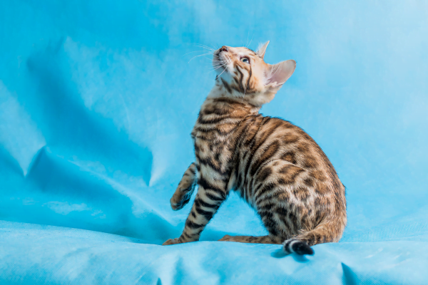 Gato espirrando? Descubra as causas e o que fazer 2vettop% Gato espirrando? Descubra as causas e o que fazer