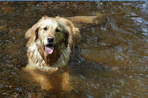 Cachorro Sempre Limpinho Cachorro Sempre Limpinho
