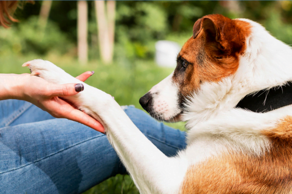 Terapeutas de Quatro Patas 2vettop% Terapeutas de Quatro Patas: Como Cães Ajudam Pessoas com Depressão