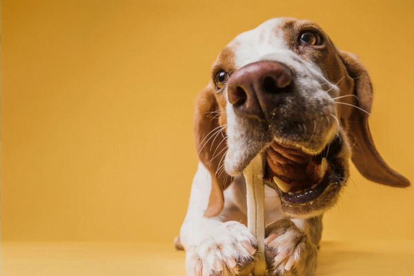 Cachorro Pode Comer Pepino? Um Guia Nutricional 1vettop% Cachorro Pode Comer Pepino? Um Guia Nutricional para Tutores de Cães