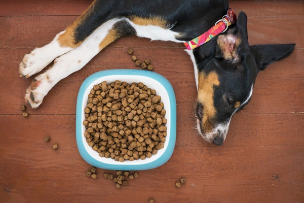 Cachorro comendo muito rápido? Como fazer ele comer mais devagar 1vettop% Cachorro comendo muito rápido? Como fazer ele comer mais devagar