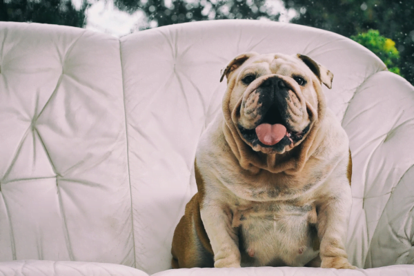 Obesidade em Cães: Ppara Entender e Gerenciar 6vettop% Obesidade em Cães: Um Guia Completo para Entender e Gerenciar