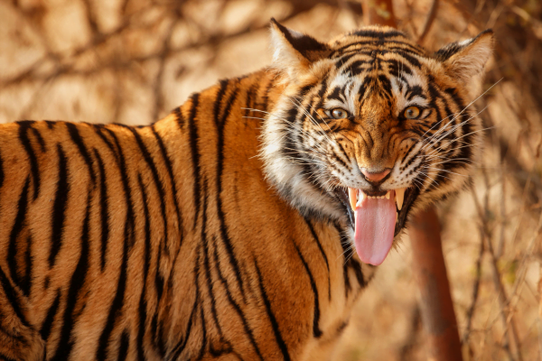 5 Espécies de Animais que Podem Desaparecer Para Sempre em 2023 5 Espécies de Animais que Podem Desaparecer Para Sempre em 2023