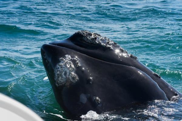 Eubalaena glacialis Eubalaena glacialis