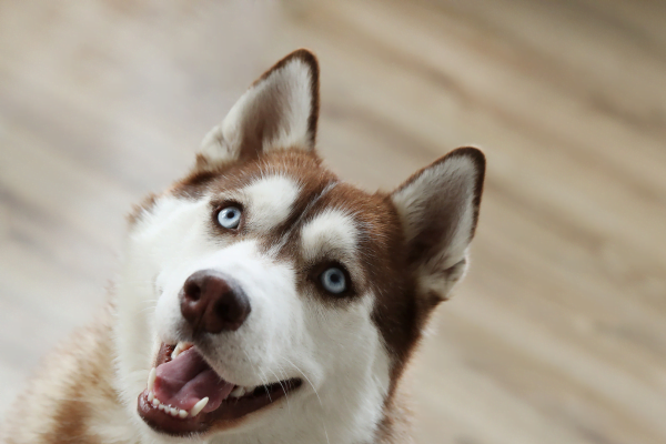 Cão lambendo a parede: o que fazer? 1vettop% Cão lambendo a parede: o que fazer?