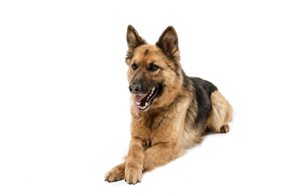 Conheça Algumas Raças de Cachorro Policial 1vettop% pastor
