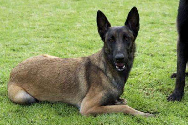 Conheça Algumas Raças de Cachorro Policial 2vettop% Pastor Belga Malinois