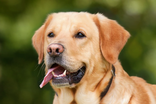 Conheça Algumas Raças de Cachorro Policial 3vettop% Labrador Retriever