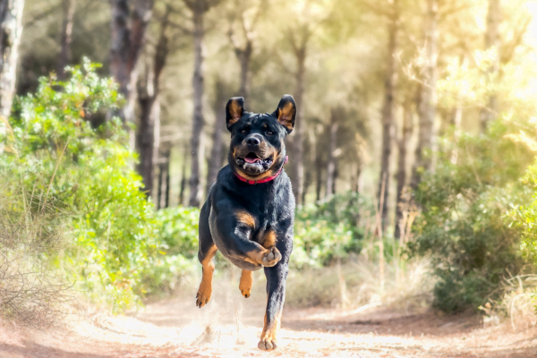 Conheça Algumas Raças de Cachorro Policial 4vettop% Rottweiler