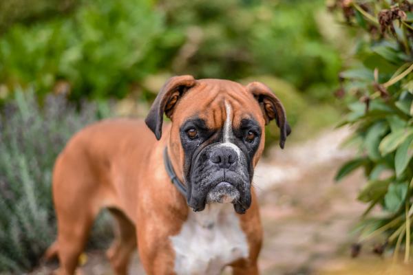 Conheça Algumas Raças de Cachorro Policial 5vettop% Boxer