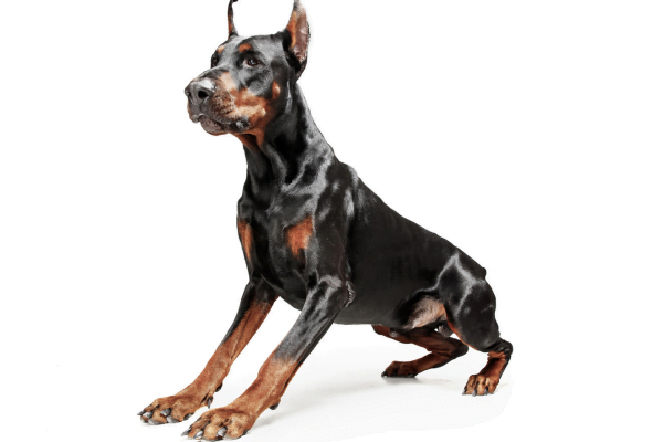 Conheça Algumas Raças de Cachorro Policial 6vettop% Doberman