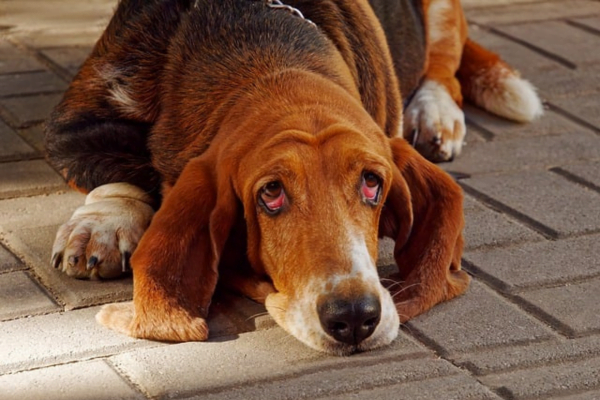 Conheça Algumas Raças de Cachorro Policial 7vettop% Bloodhound