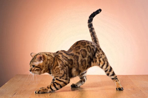 Gato pelo curto Gato pelo curto