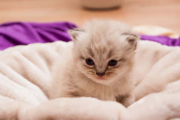 Descubra quais são as raças de gato mais comuns 9vettop% Descubra quais são as Raças de Gato mais Comuns do Brasil: Guia Completo