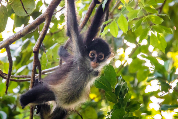Macaco Aranha de Cara Preta Macaco Aranha de Cara Preta