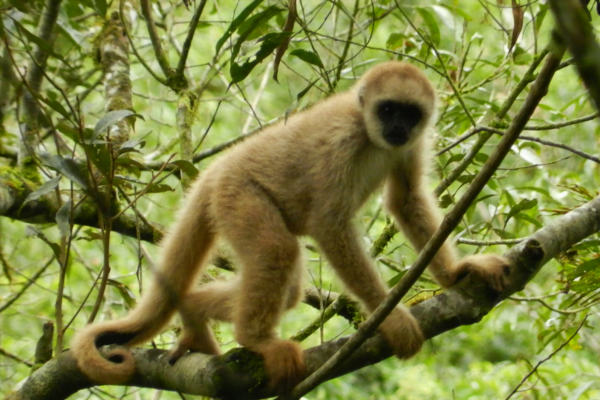 Muriqui Muriqui