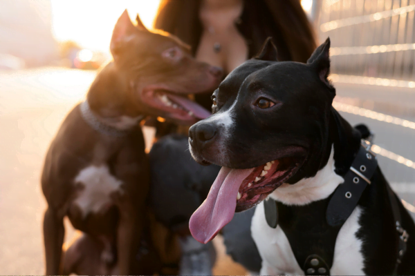 Cachorro Pitbull 9vettop% Cachorro Pitbull