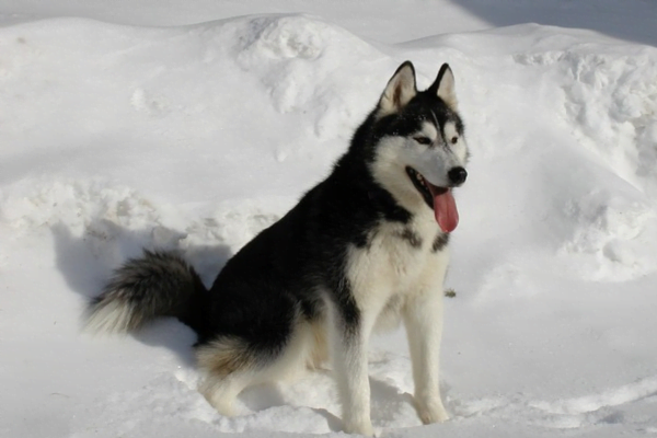 Descubra as Diferenças entre Husky Siberiano e Akita 1vettop%