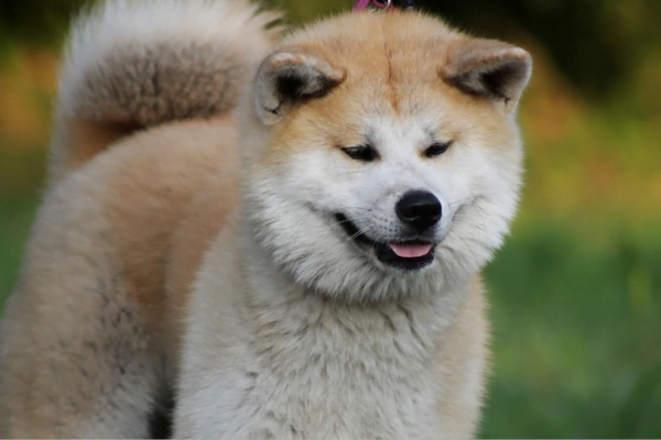 Diferenças entre Husky Siberiano e Akita Diferenças entre Husky Siberiano e Akita