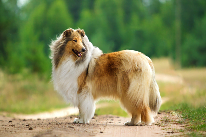 Cães Famosos, 10 cães mais famosos de todos os tempos 1vettop% Lassie: O Herói de Quatro Patas