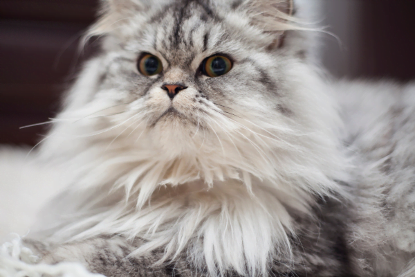 Descubra quais são as raças de gato mais comuns 3vettop% Maine Coon
