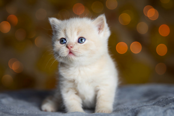Munchkin: A Adorável Raça de Gato com Patas Curtas 1vettop% Munchkin