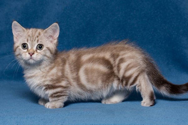 Munchkin: A Adorável Raça de Gato com Patas Curtas 2vettop% Munchkin2