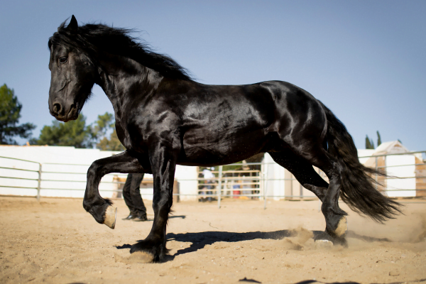 Nomes para Cavalos: Escolhendo com Amor e Significado 1vettop% Nomes para Cavalo3