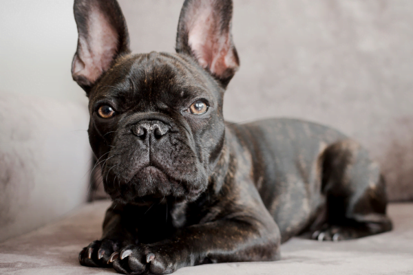 Bulldog Francês: O Encanto de uma Raça Amigável 1vettop% O Bulldog Francês
