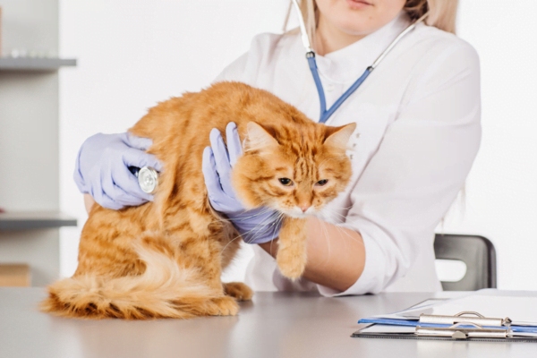 Tudo sobre Surto de Peritonite Infecciosa Felina 1vettop% Peritonite Infecciosa Felina