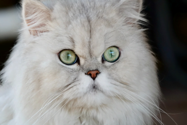 Descubra quais são as raças de gato mais comuns 2vettop% Persa