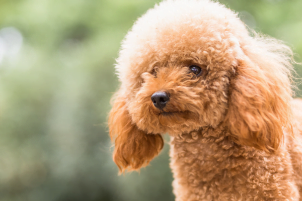 Poodle - Encanto e Desafios de uma Raça Cativante 1vettop% Poodle