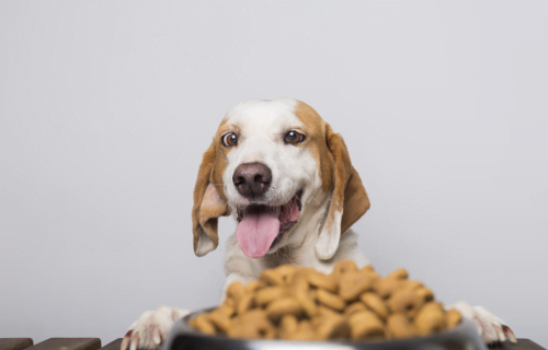 Rações para Cães Idosos Cuidados Essenciais 1vettop% Rações para Cães Idosos