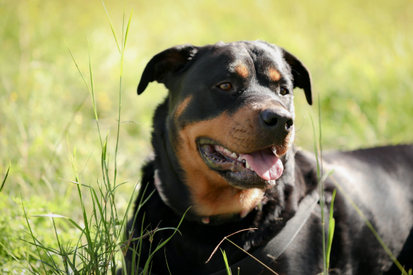 Raças que Precisam Usar Focinheira 1vettop% Rottweilers