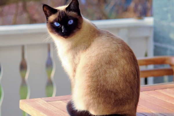 Descubra quais são as raças de gato mais comuns 1vettop% Siames