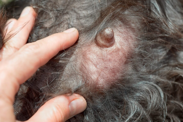 Tumor de Mama em Cadelas: Causas e Tratamento 1vettop% Tumor de Mama em Cadelas