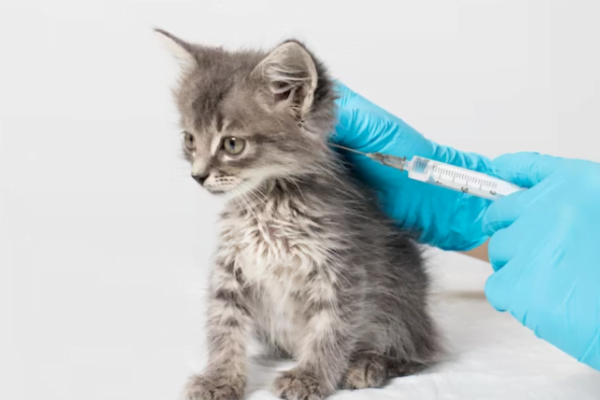 Calendário de Vacinação para Felinos 1vettop% Vacinação