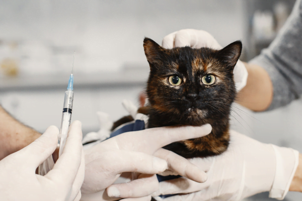 Calendário de Vacinação para Felinos 2vettop% Vacinação para Felinos