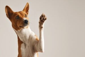 Encontrei um carrapato no meu cachorro e agora? 1vettop% post5