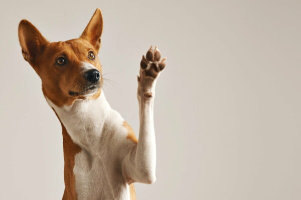 Tudo Sobre Cachorro 1vettop% Vettop Vida Animal