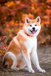 Rações para Akita: As Melhores Rações. Confira! 2vettop% Rações para Akita: As Melhores Rações. Confira!